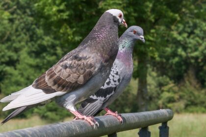 Darvin i golubovi: Kako su ptice otkrile evoluciju