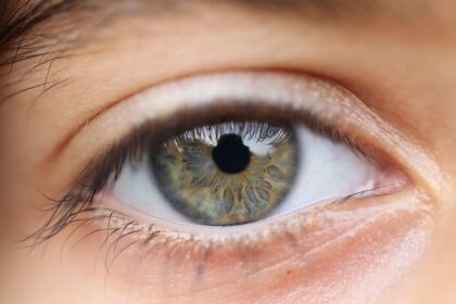 Evolucija oka: Od svetlosne tačke do složenog vida