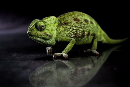 Kameleon: Gospodar promene boja