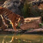 Bengalski tigar: Gospodar džungle i čuvar ekosistema