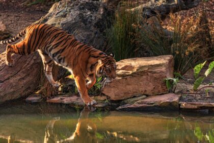 Bengalski tigar: Gospodar džungle i čuvar ekosistema