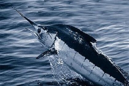 Plavi marlin: Evolucija, izgled i uloga atlantskog predatora
