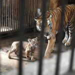 Južnokineski tigar: Simbol Kine koji je nestao iz prirode
