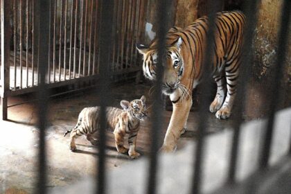 Južnokineski tigar: Simbol Kine koji je nestao iz prirode