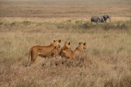 Afrička savana: geografske odlike i život u divljini