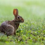 Refleksi i evolucija: Trka opstanka između predatora i plena