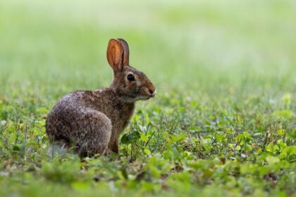 Refleksi i evolucija: Trka opstanka između predatora i plena
