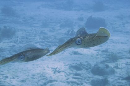 Lignja: Biologija, taksonomija i uloga u morskim ekosistemima