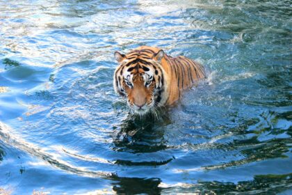 Sumatranski tigar: Evolucija, izgled i borba za opstanak