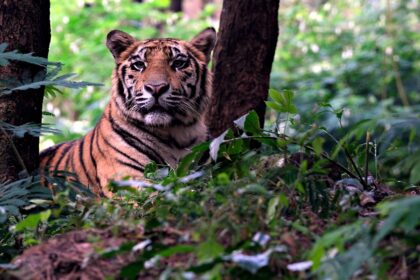 Bengalski tigar: Ishrana, lovačke navike i sukobi sa ljudima