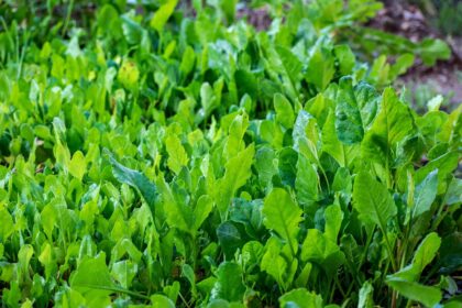 Vitamin K: Ključ za zgrušavanje krvi i čvrste kosti