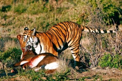 Južnokineski tigar: Projekti povratka u divljinu