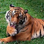 Bengalski tigar: Ugroženost vrste i izazovi očuvanja