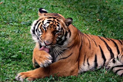 Bengalski tigar: Ugroženost vrste i izazovi očuvanja