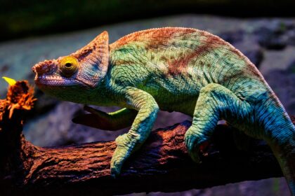 Gde žive kameleoni: Staništa od Madagaskara do Evrope