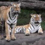 Sibirski tigar: Teritorija od 1.000 km² i način života