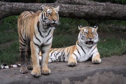 Sibirski tigar: Teritorija od 1.000 km² i način života