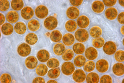Zooxanthellae i korali: kako funkcioniše simbioza grebena