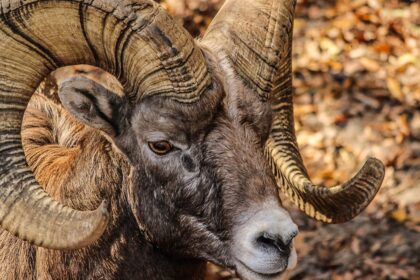 Američki muflon: život u zajednici i evolutivna uloga