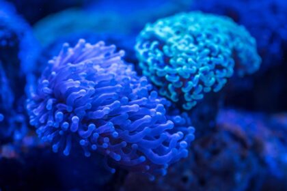 Kako korali grade grebene: biologija životinja koje liče na kamen