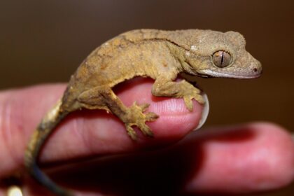 Gekonova stopala: Prirodna osnova suvih lepkova