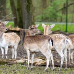 Život u zajednici jelena: sezonske grupe i hijerarhija