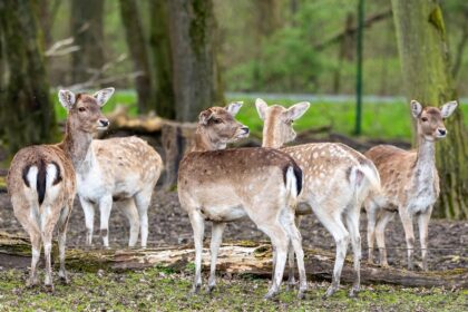 Život u zajednici jelena: sezonske grupe i hijerarhija