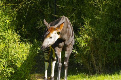 Okapi: život u zajednici i skrivena društvena dinamika