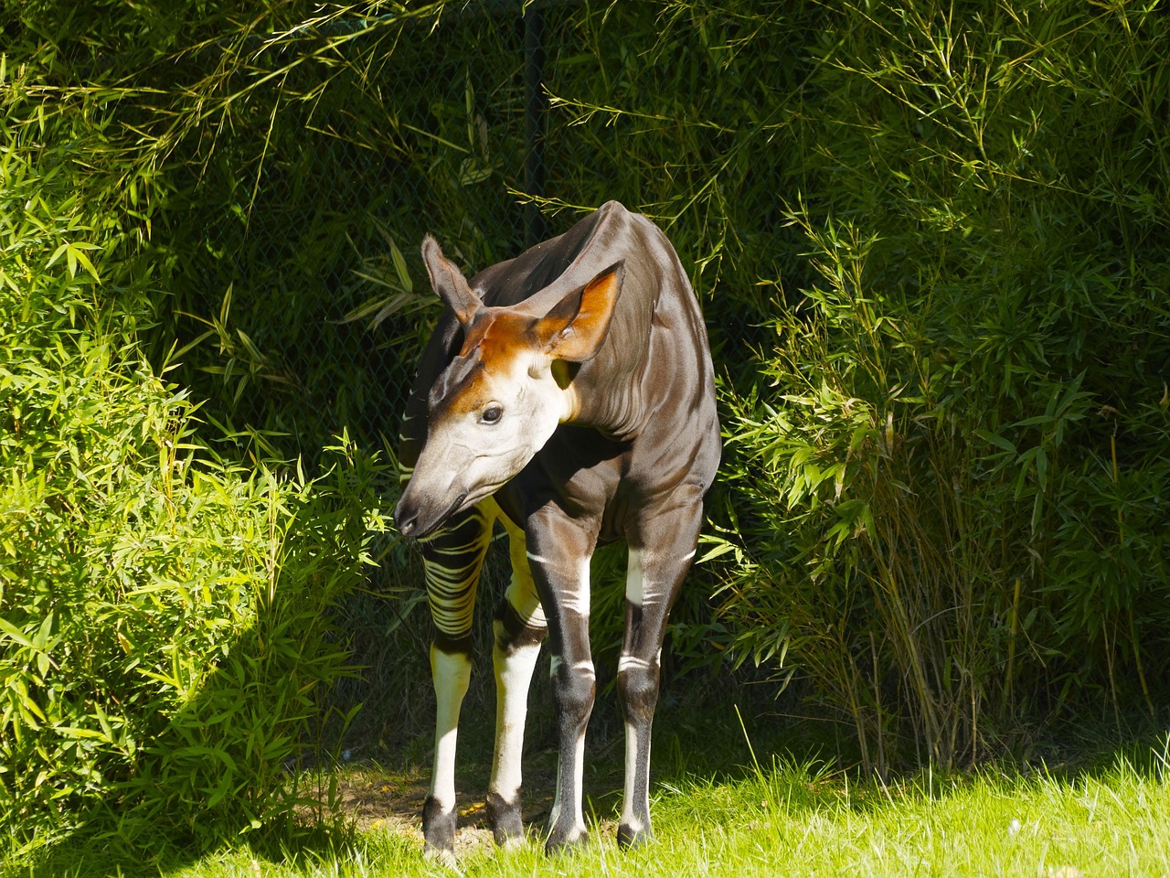 Okapi: život u zajednici i skrivena društvena dinamika