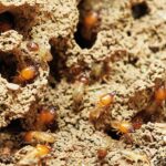 Termiti: poreklo i evolucija jedne od najstarijih kolonija