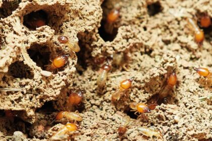 Termiti: poreklo i evolucija jedne od najstarijih kolonija