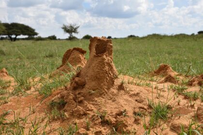 Termitnjaci: arhitektura prirode i društvo insekata