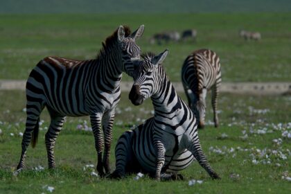 Zebre: Život u zajednici i razlozi kolektivnog opstanka