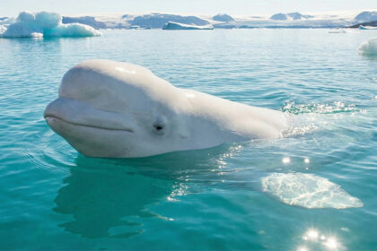 Beluga kit: Kako beli kit preživljava pod arktičkim ledom