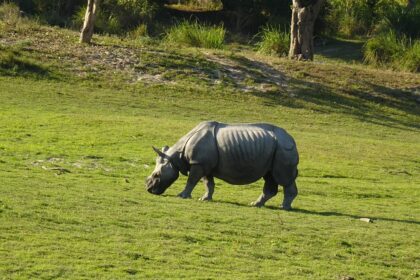 Kako poplave Bramaputre održavaju nosoroge Kazirange