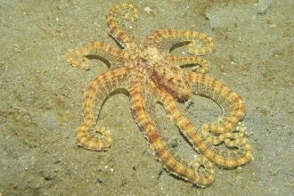 Mimična hobotnica: kako menja oblik i vara predatore