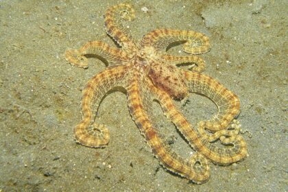 Mimična hobotnica: kako menja oblik i vara predatore