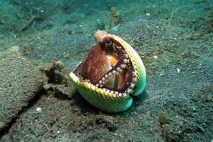 Hobotnica: kako menja RNK i zaobilazi evoluciju