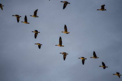 Kako veštačko osvetljenje utiče na migracije životinja